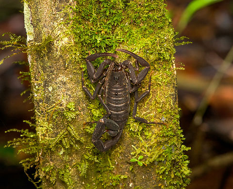 Tityus pachyurus, Timbiquí, Colombia Tentative species, it seems the only broad-bodied scorpion commonly found in this region. If correct, it's notorious for its toxicity. Cauca,Colombia,Colombia 2022,Geotagged,South America,Summer,Timbiquí,Tityus T. pachyurus,Tityus pachyurus,World