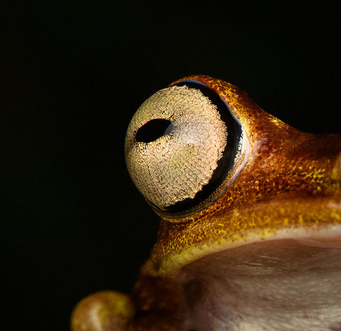 Boana picturata - left eye, Timbiquí, Colombia A fairly large tree frog. This is a relatively dull individual, some have vivid yellow/red coloration and greenish eyes.
https://www.jungledragon.com/image/147024/boana_picturata_-_frontal_timbiqu_colombia.html
https://www.jungledragon.com/image/147023/boana_picturata_-_full_body_timbiqu_colombia.html
https://www.jungledragon.com/image/147025/boana_picturata_-_head_timbiqu_colombia.html
https://www.jungledragon.com/image/147026/boana_picturata_-_head_frontal_timbiqu_colombia.html
https://www.jungledragon.com/image/147022/boana_picturata_timbiqu_colombia.html
https://www.jungledragon.com/image/147027/boana_picturata_-_right_eye_timbiqu_colombia.html Boana picturata,Cauca,Colombia,Colombia 2022,Geotagged,Imbabura tree frog,South America,Summer,Timbiquí,World