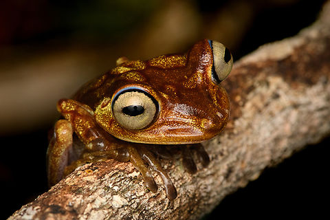Boana picturata, Timbiquí, Colombia A fairly large tree frog. This is a relatively dull individual, some have vivid yellow/red coloration and greenish eyes.
https://www.jungledragon.com/image/147024/boana_picturata_-_frontal_timbiqu_colombia.html
https://www.jungledragon.com/image/147023/boana_picturata_-_full_body_timbiqu_colombia.html
https://www.jungledragon.com/image/147025/boana_picturata_-_head_timbiqu_colombia.html
https://www.jungledragon.com/image/147026/boana_picturata_-_head_frontal_timbiqu_colombia.html
https://www.jungledragon.com/image/147021/boana_picturata_-_left_eye_timbiqu_colombia.html
https://www.jungledragon.com/image/147027/boana_picturata_-_right_eye_timbiqu_colombia.html Boana picturata,Cauca,Colombia,Colombia 2022,Geotagged,Imbabura tree frog,South America,Summer,Timbiquí,World