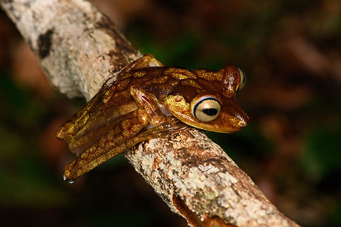 Boana picturata - full body, Timbiquí, Colombia A fairly large tree frog. This is a relatively dull individual, some have vivid yellow/red coloration and greenish eyes.
https://www.jungledragon.com/image/147024/boana_picturata_-_frontal_timbiqu_colombia.html
https://www.jungledragon.com/image/147025/boana_picturata_-_head_timbiqu_colombia.html
https://www.jungledragon.com/image/147026/boana_picturata_-_head_frontal_timbiqu_colombia.html
https://www.jungledragon.com/image/147022/boana_picturata_timbiqu_colombia.html
https://www.jungledragon.com/image/147021/boana_picturata_-_left_eye_timbiqu_colombia.html
https://www.jungledragon.com/image/147027/boana_picturata_-_right_eye_timbiqu_colombia.html Boana picturata,Cauca,Colombia,Colombia 2022,Geotagged,Imbabura tree frog,South America,Summer,Timbiquí,World