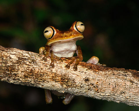 Boana picturata - frontal, Timbiqu&iacute;, Colombia A fairly large tree frog. This is a relatively dull individual, some have vivid yellow/red coloration and greenish eyes.
https://www.jungledragon.com/image/147023/boana_picturata_-_full_body_timbiqu_colombia.html
https://www.jungledragon.com/image/147025/boana_picturata_-_head_timbiqu_colombia.html
https://www.jungledragon.com/image/147026/boana_picturata_-_head_frontal_timbiqu_colombia.html
https://www.jungledragon.com/image/147022/boana_picturata_timbiqu_colombia.html
https://www.jungledragon.com/image/147021/boana_picturata_-_left_eye_timbiqu_colombia.html
https://www.jungledragon.com/image/147027/boana_picturata_-_right_eye_timbiqu_colombia.html Boana picturata,Cauca,Colombia,Colombia 2022,Geotagged,Imbabura tree frog,South America,Summer,Timbiqu&iacute;,World
