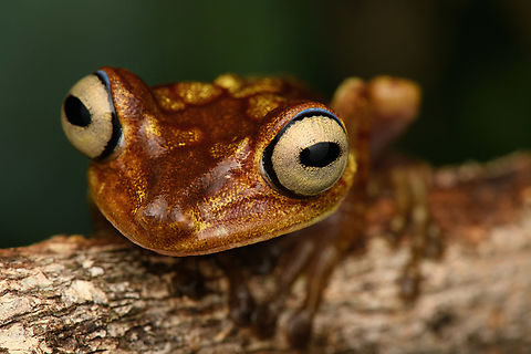Boana picturata - head, Timbiquí, Colombia A fairly large tree frog. This is a relatively dull individual, some have vivid yellow/red coloration and greenish eyes.
https://www.jungledragon.com/image/147024/boana_picturata_-_frontal_timbiqu_colombia.html
https://www.jungledragon.com/image/147023/boana_picturata_-_full_body_timbiqu_colombia.html
https://www.jungledragon.com/image/147026/boana_picturata_-_head_frontal_timbiqu_colombia.html
https://www.jungledragon.com/image/147022/boana_picturata_timbiqu_colombia.html
https://www.jungledragon.com/image/147021/boana_picturata_-_left_eye_timbiqu_colombia.html
https://www.jungledragon.com/image/147027/boana_picturata_-_right_eye_timbiqu_colombia.html Boana picturata,Cauca,Colombia,Colombia 2022,Geotagged,Imbabura tree frog,South America,Summer,Timbiquí,World