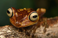 Boana picturata - head, Timbiquí, Colombia A fairly large tree frog. This is a relatively dull individual, some have vivid yellow/red coloration and greenish eyes.<br />
https://www.jungledragon.com/image/147024/boana_picturata_-_frontal_timbiqu_colombia.html<br />
https://www.jungledragon.com/image/147023/boana_picturata_-_full_body_timbiqu_colombia.html<br />
https://www.jungledragon.com/image/147026/boana_picturata_-_head_frontal_timbiqu_colombia.html<br />
https://www.jungledragon.com/image/147022/boana_picturata_timbiqu_colombia.html<br />
https://www.jungledragon.com/image/147021/boana_picturata_-_left_eye_timbiqu_colombia.html<br />
https://www.jungledragon.com/image/147027/boana_picturata_-_right_eye_timbiqu_colombia.html Boana picturata,Cauca,Colombia,Colombia 2022,Geotagged,Imbabura tree frog,South America,Summer,Timbiquí,World