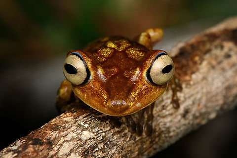 Boana picturata - head frontal, Timbiqu&iacute;, Colombia A fairly large tree frog. This is a relatively dull individual, some have vivid yellow/red coloration and greenish eyes.
https://www.jungledragon.com/image/147024/boana_picturata_-_frontal_timbiqu_colombia.html
https://www.jungledragon.com/image/147023/boana_picturata_-_full_body_timbiqu_colombia.html
https://www.jungledragon.com/image/147025/boana_picturata_-_head_timbiqu_colombia.html
https://www.jungledragon.com/image/147022/boana_picturata_timbiqu_colombia.html
https://www.jungledragon.com/image/147021/boana_picturata_-_left_eye_timbiqu_colombia.html
https://www.jungledragon.com/image/147027/boana_picturata_-_right_eye_timbiqu_colombia.html Boana picturata,Cauca,Colombia,Colombia 2022,Geotagged,Imbabura tree frog,South America,Summer,Timbiqu&iacute;,World