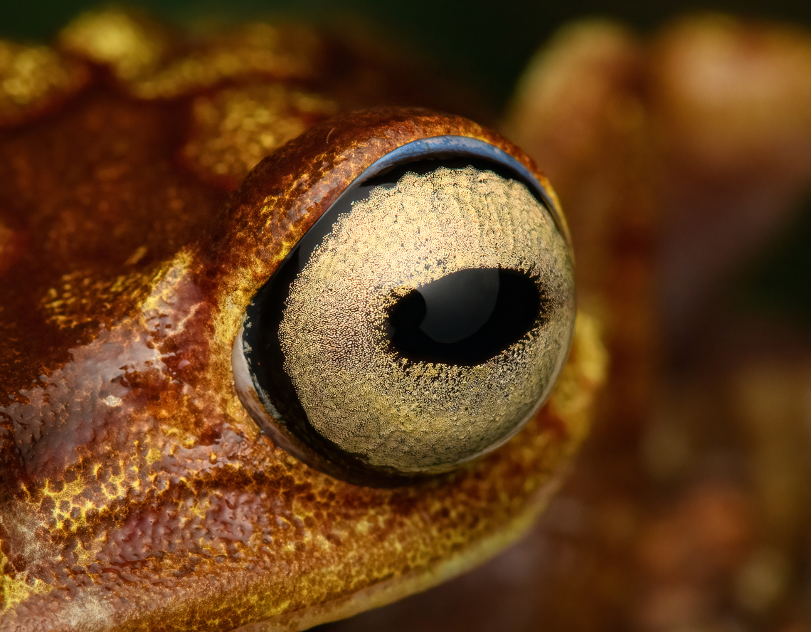 Boana picturata - right eye, Timbiquí, Colombia A fairly large tree frog. This is a relatively dull individual, some have vivid yellow/red coloration and greenish eyes.<br />
<figure class="photo"><a href="https://www.jungledragon.com/image/147024/boana_picturata_-_frontal_timbiqu_colombia.html" title="Boana picturata - frontal, Timbiqu&iacute;, Colombia"><img src="https://s3.amazonaws.com/media.jungledragon.com/images/2/147024_thumb.jpg?AWSAccessKeyId=05GMT0V3GWVNE7GGM1R2&Expires=1759968010&Signature=7ALMMiFrJbFdgSdyWZgWwOa19ZI%3D" width="200" height="160" alt="Boana picturata - frontal, Timbiqu&iacute;, Colombia A fairly large tree frog. This is a relatively dull individual, some have vivid yellow/red coloration and greenish eyes.<br />
https://www.jungledragon.com/image/147023/boana_picturata_-_full_body_timbiqu_colombia.html<br />
https://www.jungledragon.com/image/147025/boana_picturata_-_head_timbiqu_colombia.html<br />
https://www.jungledragon.com/image/147026/boana_picturata_-_head_frontal_timbiqu_colombia.html<br />
https://www.jungledragon.com/image/147022/boana_picturata_timbiqu_colombia.html<br />
https://www.jungledragon.com/image/147021/boana_picturata_-_left_eye_timbiqu_colombia.html<br />
https://www.jungledragon.com/image/147027/boana_picturata_-_right_eye_timbiqu_colombia.html Boana picturata,Cauca,Colombia,Colombia 2022,Geotagged,Imbabura tree frog,South America,Summer,Timbiqu&iacute;,World" /></a></figure><br />
<figure class="photo"><a href="https://www.jungledragon.com/image/147023/boana_picturata_-_full_body_timbiqu_colombia.html" title="Boana picturata - full body, Timbiqu&iacute;, Colombia"><img src="https://s3.amazonaws.com/media.jungledragon.com/images/2/147023_thumb.jpg?AWSAccessKeyId=05GMT0V3GWVNE7GGM1R2&Expires=1759968010&Signature=O0WsWvUiszbFy31QB7ROKbRoMRQ%3D" width="200" height="134" alt="Boana picturata - full body, Timbiqu&iacute;, Colombia A fairly large tree frog. This is a relatively dull individual, some have vivid yellow/red coloration and greenish eyes.<br />
https://www.jungledragon.com/image/147024/boana_picturata_-_frontal_timbiqu_colombia.html<br />
https://www.jungledragon.com/image/147025/boana_picturata_-_head_timbiqu_colombia.html<br />
https://www.jungledragon.com/image/147026/boana_picturata_-_head_frontal_timbiqu_colombia.html<br />
https://www.jungledragon.com/image/147022/boana_picturata_timbiqu_colombia.html<br />
https://www.jungledragon.com/image/147021/boana_picturata_-_left_eye_timbiqu_colombia.html<br />
https://www.jungledragon.com/image/147027/boana_picturata_-_right_eye_timbiqu_colombia.html Boana picturata,Cauca,Colombia,Colombia 2022,Geotagged,Imbabura tree frog,South America,Summer,Timbiqu&iacute;,World" /></a></figure><br />
<figure class="photo"><a href="https://www.jungledragon.com/image/147025/boana_picturata_-_head_timbiqu_colombia.html" title="Boana picturata - head, Timbiqu&iacute;, Colombia"><img src="https://s3.amazonaws.com/media.jungledragon.com/images/2/147025_thumb.jpg?AWSAccessKeyId=05GMT0V3GWVNE7GGM1R2&Expires=1759968010&Signature=kCNerUmXqqUgit%2BJrrGGANjZoG0%3D" width="200" height="134" alt="Boana picturata - head, Timbiqu&iacute;, Colombia A fairly large tree frog. This is a relatively dull individual, some have vivid yellow/red coloration and greenish eyes.<br />
https://www.jungledragon.com/image/147024/boana_picturata_-_frontal_timbiqu_colombia.html<br />
https://www.jungledragon.com/image/147023/boana_picturata_-_full_body_timbiqu_colombia.html<br />
https://www.jungledragon.com/image/147026/boana_picturata_-_head_frontal_timbiqu_colombia.html<br />
https://www.jungledragon.com/image/147022/boana_picturata_timbiqu_colombia.html<br />
https://www.jungledragon.com/image/147021/boana_picturata_-_left_eye_timbiqu_colombia.html<br />
https://www.jungledragon.com/image/147027/boana_picturata_-_right_eye_timbiqu_colombia.html Boana picturata,Cauca,Colombia,Colombia 2022,Geotagged,Imbabura tree frog,South America,Summer,Timbiqu&iacute;,World" /></a></figure><br />
<figure class="photo"><a href="https://www.jungledragon.com/image/147026/boana_picturata_-_head_frontal_timbiqu_colombia.html" title="Boana picturata - head frontal, Timbiqu&iacute;, Colombia"><img src="https://s3.amazonaws.com/media.jungledragon.com/images/2/147026_thumb.jpg?AWSAccessKeyId=05GMT0V3GWVNE7GGM1R2&Expires=1759968010&Signature=qc9IVHxN2QmygpL84%2BmEYEd998g%3D" width="200" height="134" alt="Boana picturata - head frontal, Timbiqu&iacute;, Colombia A fairly large tree frog. This is a relatively dull individual, some have vivid yellow/red coloration and greenish eyes.<br />
https://www.jungledragon.com/image/147024/boana_picturata_-_frontal_timbiqu_colombia.html<br />
https://www.jungledragon.com/image/147023/boana_picturata_-_full_body_timbiqu_colombia.html<br />
https://www.jungledragon.com/image/147025/boana_picturata_-_head_timbiqu_colombia.html<br />
https://www.jungledragon.com/image/147022/boana_picturata_timbiqu_colombia.html<br />
https://www.jungledragon.com/image/147021/boana_picturata_-_left_eye_timbiqu_colombia.html<br />
https://www.jungledragon.com/image/147027/boana_picturata_-_right_eye_timbiqu_colombia.html Boana picturata,Cauca,Colombia,Colombia 2022,Geotagged,Imbabura tree frog,South America,Summer,Timbiqu&iacute;,World" /></a></figure><br />
<figure class="photo"><a href="https://www.jungledragon.com/image/147022/boana_picturata_timbiqu_colombia.html" title="Boana picturata, Timbiqu&iacute;, Colombia"><img src="https://s3.amazonaws.com/media.jungledragon.com/images/2/147022_thumb.jpg?AWSAccessKeyId=05GMT0V3GWVNE7GGM1R2&Expires=1759968010&Signature=kCO3VSr65m81ejtA1GxpPAtJEi4%3D" width="200" height="134" alt="Boana picturata, Timbiqu&iacute;, Colombia A fairly large tree frog. This is a relatively dull individual, some have vivid yellow/red coloration and greenish eyes.<br />
https://www.jungledragon.com/image/147024/boana_picturata_-_frontal_timbiqu_colombia.html<br />
https://www.jungledragon.com/image/147023/boana_picturata_-_full_body_timbiqu_colombia.html<br />
https://www.jungledragon.com/image/147025/boana_picturata_-_head_timbiqu_colombia.html<br />
https://www.jungledragon.com/image/147026/boana_picturata_-_head_frontal_timbiqu_colombia.html<br />
https://www.jungledragon.com/image/147021/boana_picturata_-_left_eye_timbiqu_colombia.html<br />
https://www.jungledragon.com/image/147027/boana_picturata_-_right_eye_timbiqu_colombia.html Boana picturata,Cauca,Colombia,Colombia 2022,Geotagged,Imbabura tree frog,South America,Summer,Timbiqu&iacute;,World" /></a></figure><br />
<figure class="photo"><a href="https://www.jungledragon.com/image/147021/boana_picturata_-_left_eye_timbiqu_colombia.html" title="Boana picturata - left eye, Timbiqu&iacute;, Colombia"><img src="https://s3.amazonaws.com/media.jungledragon.com/images/2/147021_thumb.jpg?AWSAccessKeyId=05GMT0V3GWVNE7GGM1R2&Expires=1759968010&Signature=64JcRmFO5FtOaqBu6uk0f3nxRiw%3D" width="200" height="196" alt="Boana picturata - left eye, Timbiqu&iacute;, Colombia A fairly large tree frog. This is a relatively dull individual, some have vivid yellow/red coloration and greenish eyes.<br />
https://www.jungledragon.com/image/147024/boana_picturata_-_frontal_timbiqu_colombia.html<br />
https://www.jungledragon.com/image/147023/boana_picturata_-_full_body_timbiqu_colombia.html<br />
https://www.jungledragon.com/image/147025/boana_picturata_-_head_timbiqu_colombia.html<br />
https://www.jungledragon.com/image/147026/boana_picturata_-_head_frontal_timbiqu_colombia.html<br />
https://www.jungledragon.com/image/147022/boana_picturata_timbiqu_colombia.html<br />
https://www.jungledragon.com/image/147027/boana_picturata_-_right_eye_timbiqu_colombia.html Boana picturata,Cauca,Colombia,Colombia 2022,Geotagged,Imbabura tree frog,South America,Summer,Timbiqu&iacute;,World" /></a></figure> Boana picturata,Cauca,Colombia,Colombia 2022,Geotagged,Imbabura tree frog,South America,Summer,Timbiquí,World