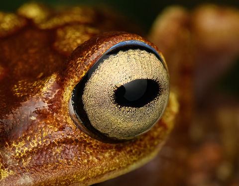 Boana picturata - right eye, Timbiquí, Colombia A fairly large tree frog. This is a relatively dull individual, some have vivid yellow/red coloration and greenish eyes.
https://www.jungledragon.com/image/147024/boana_picturata_-_frontal_timbiqu_colombia.html
https://www.jungledragon.com/image/147023/boana_picturata_-_full_body_timbiqu_colombia.html
https://www.jungledragon.com/image/147025/boana_picturata_-_head_timbiqu_colombia.html
https://www.jungledragon.com/image/147026/boana_picturata_-_head_frontal_timbiqu_colombia.html
https://www.jungledragon.com/image/147022/boana_picturata_timbiqu_colombia.html
https://www.jungledragon.com/image/147021/boana_picturata_-_left_eye_timbiqu_colombia.html Boana picturata,Cauca,Colombia,Colombia 2022,Geotagged,Imbabura tree frog,South America,Summer,Timbiquí,World