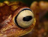 Boana picturata - right eye, Timbiqu&iacute;, Colombia A fairly large tree frog. This is a relatively dull individual, some have vivid yellow/red coloration and greenish eyes.<br />
https://www.jungledragon.com/image/147024/boana_picturata_-_frontal_timbiqu_colombia.html<br />
https://www.jungledragon.com/image/147023/boana_picturata_-_full_body_timbiqu_colombia.html<br />
https://www.jungledragon.com/image/147025/boana_picturata_-_head_timbiqu_colombia.html<br />
https://www.jungledragon.com/image/147026/boana_picturata_-_head_frontal_timbiqu_colombia.html<br />
https://www.jungledragon.com/image/147022/boana_picturata_timbiqu_colombia.html<br />
https://www.jungledragon.com/image/147021/boana_picturata_-_left_eye_timbiqu_colombia.html Boana picturata,Cauca,Colombia,Colombia 2022,Geotagged,Imbabura tree frog,South America,Summer,Timbiqu&iacute;,World