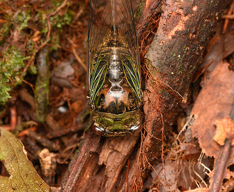 Green cicada, Timbiqu&iacute;, Colombia Found dead on the forest floor. Cauca,Colombia,Colombia 2022,Geotagged,South America,Summer,Timbiqu&iacute;,World
