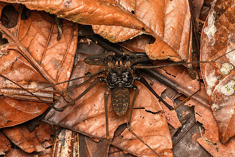 Tailless Whipscorpion, Timbiquí, Colombia Family: Phrynidae. Cauca,Colombia,Colombia 2022,Geotagged,South America,Summer,Timbiquí,World