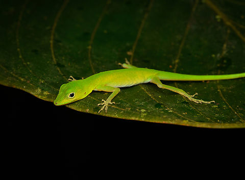 Anolis chloris, Timbiquí, Colombia  Anolis chloris,Cauca,Colombia,Colombia 2022,Geotagged,South America,Summer,Timbiquí,World