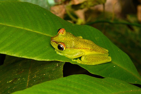 Boana rubracyla, Timbiquí, Colombia https://www.jungledragon.com/image/147032/boana_rubracyla_-_perched_timbiqu_colombia.html
This observation concludes the herping section of our 2022 Colombia trip, some highlights here for the interested:

https://www.jungledragon.com/list/682/colombia_2022_-_herping_highlights.html
 Boana rubracyla,Cauca,Colombia,Colombia 2022,Geotagged,South America,Summer,Timbiquí,Valle tree frog,World