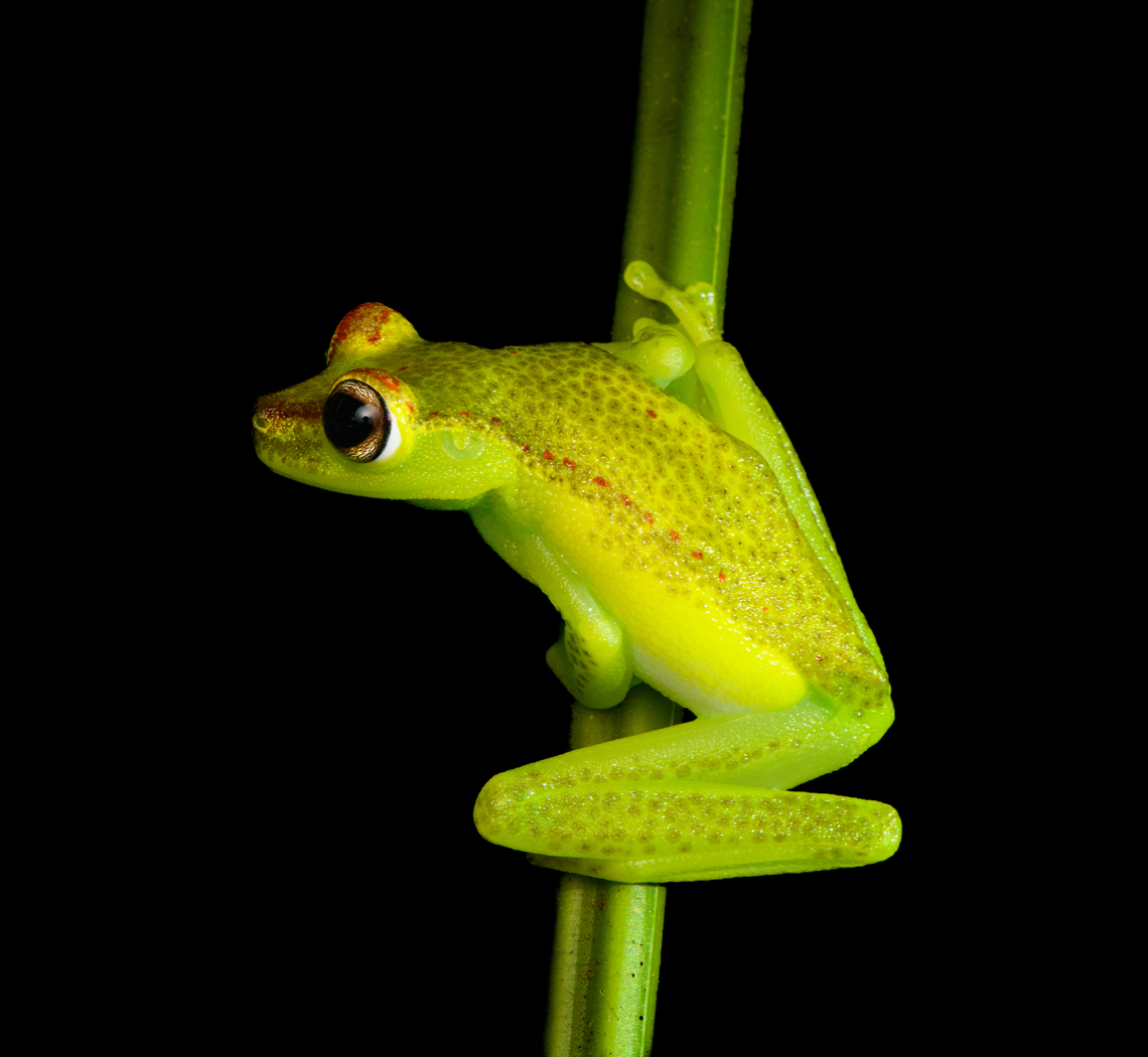 Boana rubracyla - perched, Timbiquí, Colombia <figure class="photo"><a href="https://www.jungledragon.com/image/147031/boana_rubracyla_timbiqu_colombia.html" title="Boana rubracyla, Timbiquí, Colombia"><img src="https://s3.amazonaws.com/media.jungledragon.com/images/2/147031_thumb.jpg?AWSAccessKeyId=05GMT0V3GWVNE7GGM1R2&Expires=1759968010&Signature=nVBuoAQg5FwEywLsfnY0i%2FMw%2F%2F8%3D" width="200" height="134" alt="Boana rubracyla, Timbiquí, Colombia https://www.jungledragon.com/image/147032/boana_rubracyla_-_perched_timbiqu_colombia.html<br />
This observation concludes the herping section of our 2022 Colombia trip, some highlights here for the interested:<br />
<br />
https://www.jungledragon.com/list/682/colombia_2022_-_herping_highlights.html<br />
Boana rubracyla,Cauca,Colombia,Colombia 2022,Geotagged,South America,Summer,Timbiquí,Valle tree frog,World" /></a></figure><br />
This observation concludes the herping section of our 2022 Colombia trip, some highlights here for the interested:<br />
<br />
<ul class="collections-simple"><li><a href="https://www.jungledragon.com/list/682" title="view as slideshow" class="button slideshow"><em class="fa fa-bookmark"></em>Colombia 2022 - Herping Highlights</a></li></ul><br />
Boana rubracyla,Cauca,Colombia,Colombia 2022,Geotagged,South America,Summer,Timbiquí,Valle tree frog,World
