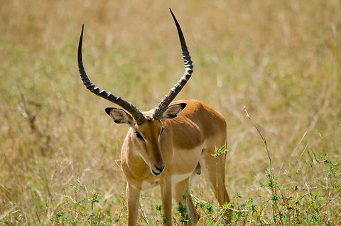 Male Impala showcasing horns, North Serengeti  Aepyceros melampus,Africa,Impala,Serengeti National Park,Serengeti North,Serengeti area,Tanzania
