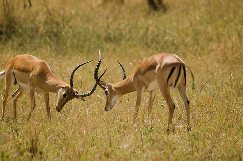 Male Impalas establishing dominance by fighting, North Serengeti This fight is not as serious as you may think, a minute before this these two males were feeding right next to each other, without any sign of aggression. Likely they are bachelors that are practicing. Aepyceros melampus,Africa,Geotagged,Impala,Serengeti National Park,Serengeti North,Serengeti area,Tanzania