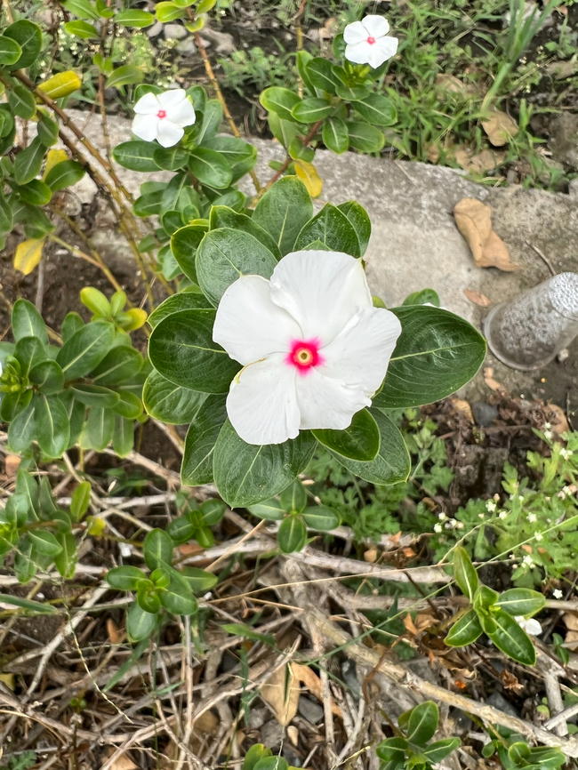 Catharanthus coriaceus, Colombia Cultivated, found in the garden of a road-side restaurant. Catharanthus coriaceus,Colombia,Colombia 2022,Geotagged,South America,Summer,World