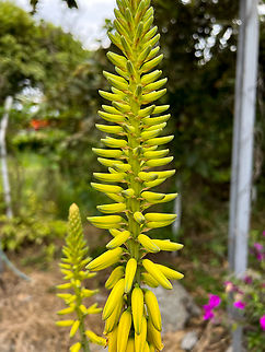 Aloe Vera blooming, Colombia Cultivated, found in the garden of a road-side restaurant.  Aloe vera,Colombia,Colombia 2022,Geotagged,South America,Summer,World