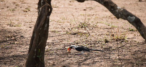 Von der Deckens Hornbill feeding on ground, Serengeti North  Africa,Serengeti National Park,Serengeti North,Serengeti area,Tanzania,Tockus deckeni,Von der Deckens Hornbill