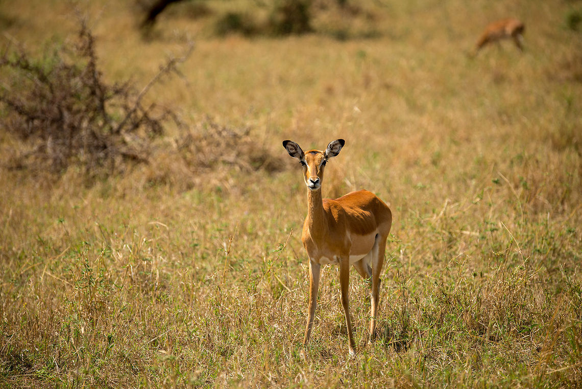 Female Impala, North Serengeti  Aepyceros melampus,Africa,Impala,Serengeti National Park,Serengeti North,Serengeti area,Tanzania