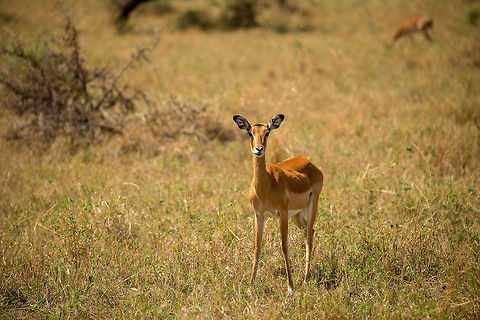 Female Impala, North Serengeti  Aepyceros melampus,Africa,Impala,Serengeti National Park,Serengeti North,Serengeti area,Tanzania