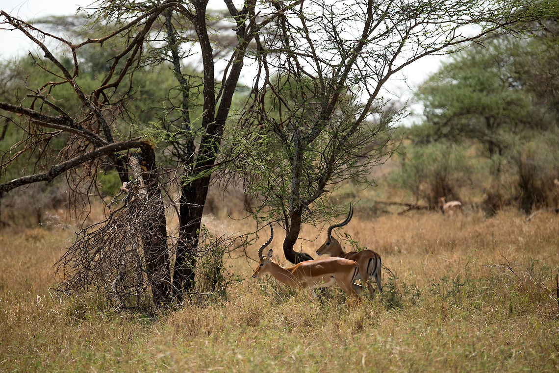 Two male Impalas, North Serengeti  Aepyceros melampus,Africa,Impala,Serengeti National Park,Serengeti North,Serengeti area,Tanzania