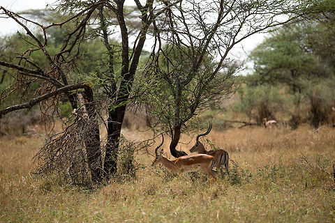 Two male Impalas, North Serengeti  Aepyceros melampus,Africa,Impala,Serengeti National Park,Serengeti North,Serengeti area,Tanzania