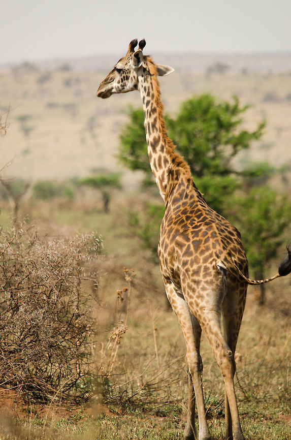 Masai Giraffe, North Serengeti  Africa,Geotagged,Giraffa camelopardalis tippelskirchi,Maasai Giraffe,Serengeti National Park,Serengeti North,Serengeti area,Tanzania