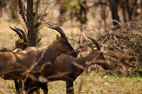 Topis on the move, North Serengeti  Africa,Damaliscus korrigum,Geotagged,Serengeti National Park,Serengeti North,Serengeti area,Tanzania,Topi