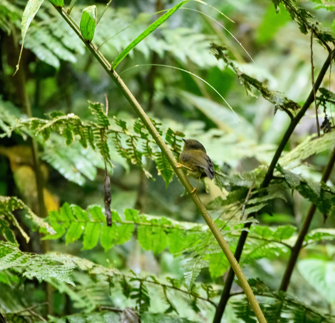 Bronze-olive pygmy tyrant, Ot&uacute;n Quimbaya Fauna and Flora Sanctuary, Colombia Awful photo, wasn't fully ready. Bronze-olive pygmy tyrant,Colombia,Colombia 2022,Geotagged,Ot&uacute;n Quimbaya Fauna and Flora Sanctuary,Pseudotriccus pelzelni,South America,Summer,World