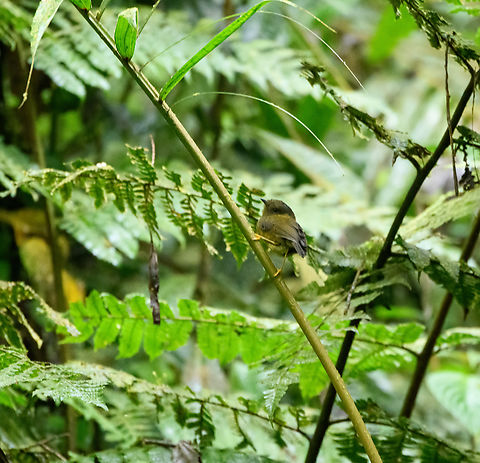 Bronze-olive pygmy tyrant, Ot&uacute;n Quimbaya Fauna and Flora Sanctuary, Colombia Awful photo, wasn't fully ready. Bronze-olive pygmy tyrant,Colombia,Colombia 2022,Geotagged,Ot&uacute;n Quimbaya Fauna and Flora Sanctuary,Pseudotriccus pelzelni,South America,Summer,World
