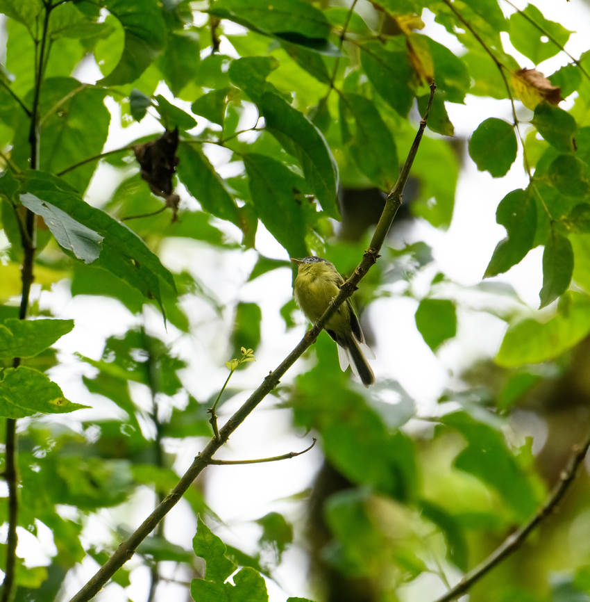 Marble-faced bristle tyrant, Ot&uacute;n Quimbaya Fauna and Flora Sanctuary, Colombia  Colombia,Colombia 2022,Geotagged,Marble-faced bristle tyrant,Ot&uacute;n Quimbaya Fauna and Flora Sanctuary,Pogonotriccus ophthalmicus,South America,Summer,World