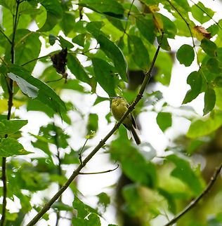 Marble-faced bristle tyrant, Ot&uacute;n Quimbaya Fauna and Flora Sanctuary, Colombia  Colombia,Colombia 2022,Geotagged,Marble-faced bristle tyrant,Ot&uacute;n Quimbaya Fauna and Flora Sanctuary,Pogonotriccus ophthalmicus,South America,Summer,World