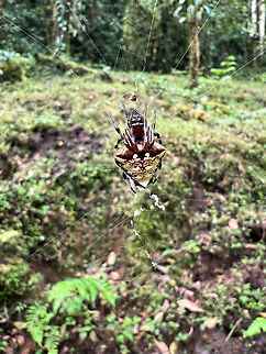 Verrucosa sp., Otún Quimbaya Fauna and Flora Sanctuary, Colombia Possibly the Arrowhead Orbweaver (Verrucosa arenata), which is one of few orbweavers that sits facing upwards on its web. However, there's few to none records of it from Colombia. Colombia,Colombia 2022,Geotagged,Otún Quimbaya Fauna and Flora Sanctuary,South America,Summer,World