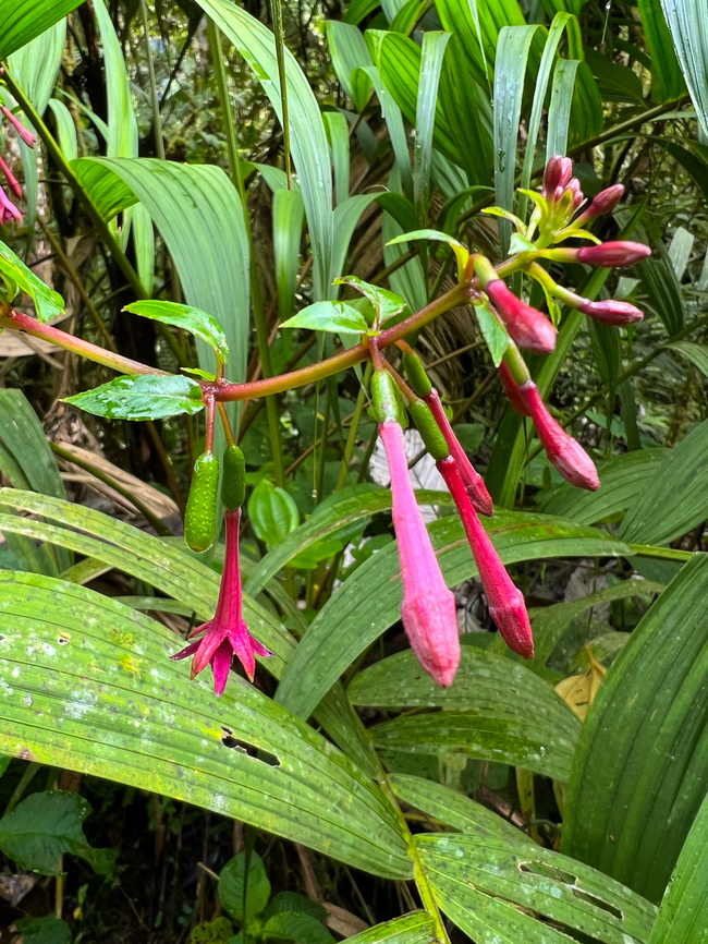 Fuchsia nigricans, Otún Quimbaya Fauna and Flora Sanctuary, Colombia  Colombia,Colombia 2022,Fuchsia nigricans,Geotagged,Otún Quimbaya Fauna and Flora Sanctuary,South America,Summer,World