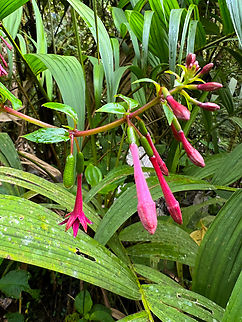 Fuchsia nigricans, Otún Quimbaya Fauna and Flora Sanctuary, Colombia  Colombia,Colombia 2022,Fuchsia nigricans,Geotagged,Otún Quimbaya Fauna and Flora Sanctuary,South America,Summer,World
