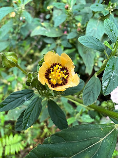 Sida poeppigiana, Ot&uacute;n Quimbaya Fauna and Flora Sanctuary, Colombia  Colombia,Colombia 2022,Geotagged,Ot&uacute;n Quimbaya Fauna and Flora Sanctuary,Sida poeppigiana,South America,Summer,World