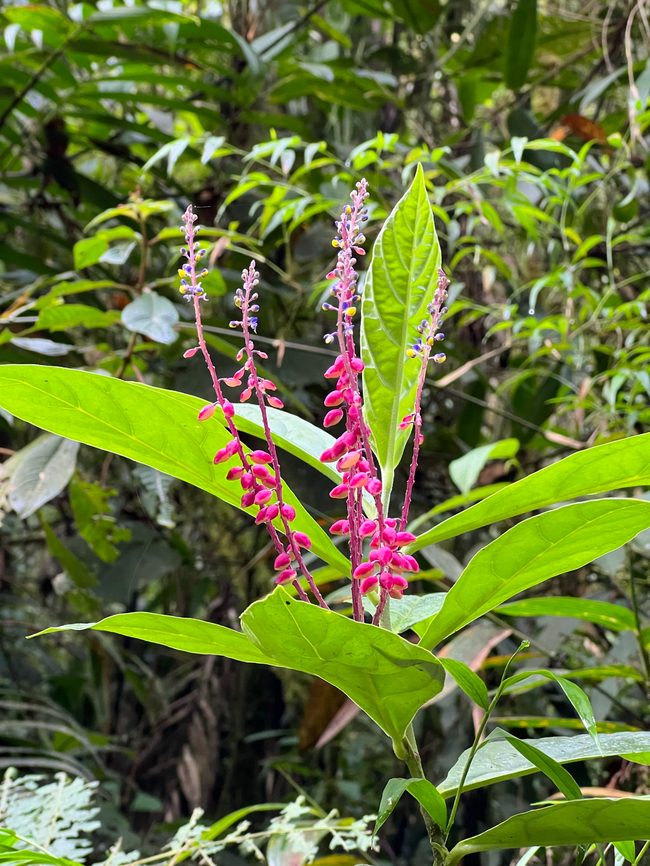 Pink flowers, Otún Quimbaya Fauna and Flora Sanctuary, Colombia Family Acanthaceae &gt; Tribe Justicieae. Colombia,Colombia 2022,Geotagged,Otún Quimbaya Fauna and Flora Sanctuary,South America,Summer,World