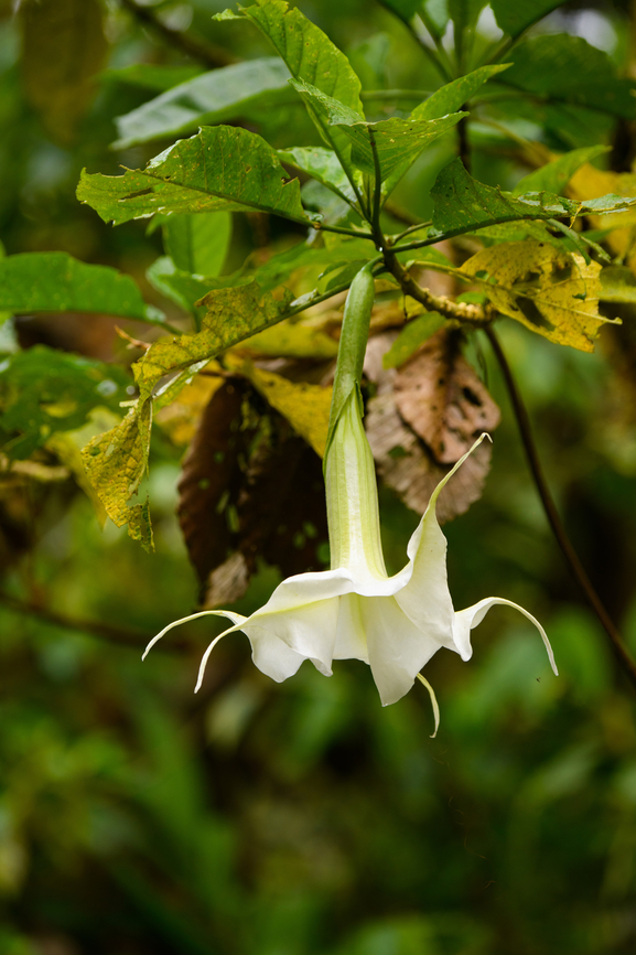 Angel's Trumpet, Otún Quimbaya Fauna and Flora Sanctuary, Colombia  Angel's Trumpet,Brugmansia arborea,Colombia,Colombia 2022,Geotagged,Otún Quimbaya Fauna and Flora Sanctuary,South America,Summer,World