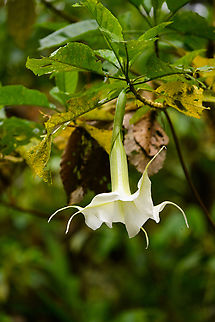 Angel's Trumpet