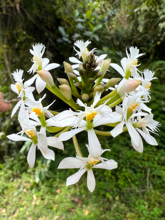 Epidendrum schistochilum, Otún Quimbaya Fauna and Flora Sanctuary, Colombia  Colombia,Colombia 2022,Epidendrum schistochilum,Geotagged,Otún Quimbaya Fauna and Flora Sanctuary,South America,Summer,World