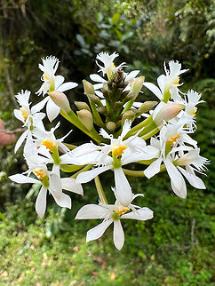 Epidendrum schistochilum, Otún Quimbaya Fauna and Flora Sanctuary, Colombia  Colombia,Colombia 2022,Epidendrum schistochilum,Geotagged,Otún Quimbaya Fauna and Flora Sanctuary,South America,Summer,World