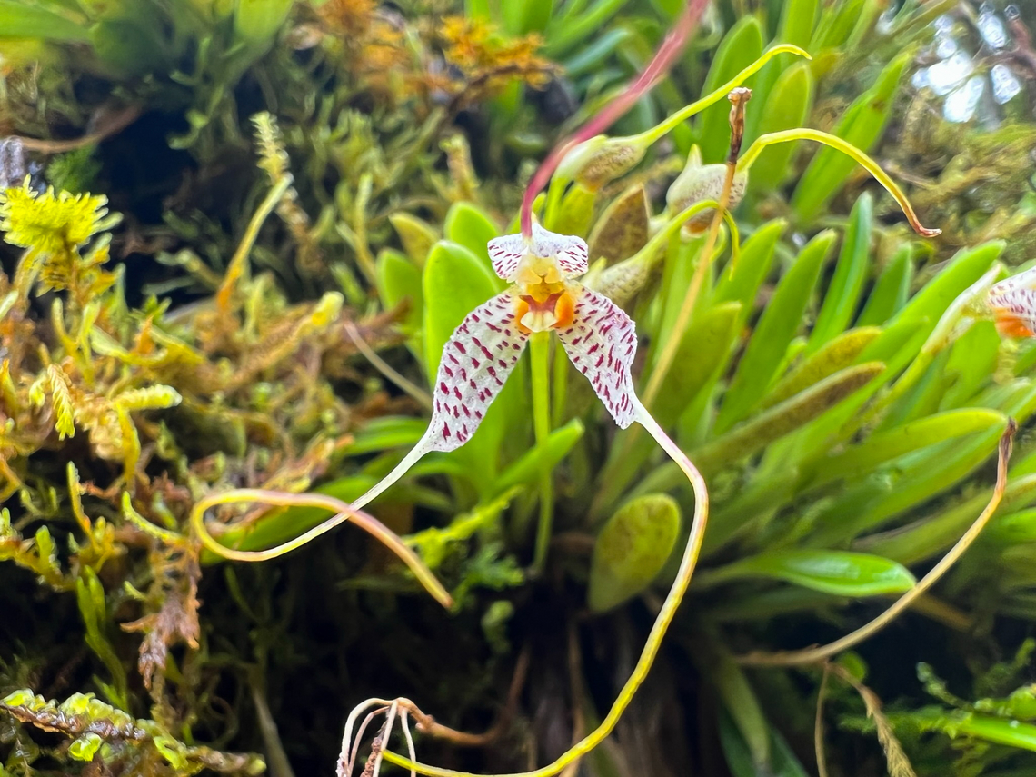 Masdevallia picturata, Otún Quimbaya Fauna and Flora Sanctuary, Colombia  Colombia,Colombia 2022,Geotagged,Masdevallia picturata,Otún Quimbaya Fauna and Flora Sanctuary,South America,Summer,World
