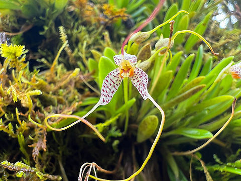 Masdevallia picturata, Otún Quimbaya Fauna and Flora Sanctuary, Colombia  Colombia,Colombia 2022,Geotagged,Masdevallia picturata,Otún Quimbaya Fauna and Flora Sanctuary,South America,Summer,World