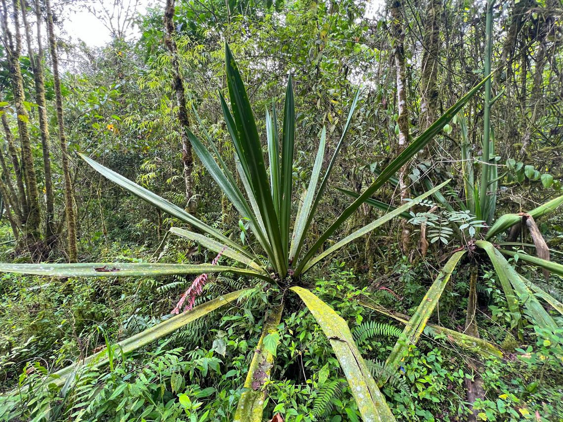 Giant bromeliads (Furcraea sp.), Otún Quimbaya Fauna and Flora Sanctuary, Colombia  Colombia,Colombia 2022,Geotagged,Otún Quimbaya Fauna and Flora Sanctuary,South America,Summer,World