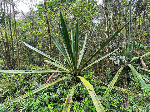 Giant bromeliads (Furcraea sp.), Ot&uacute;n Quimbaya Fauna and Flora Sanctuary, Colombia  Colombia,Colombia 2022,Geotagged,Ot&uacute;n Quimbaya Fauna and Flora Sanctuary,South America,Summer,World
