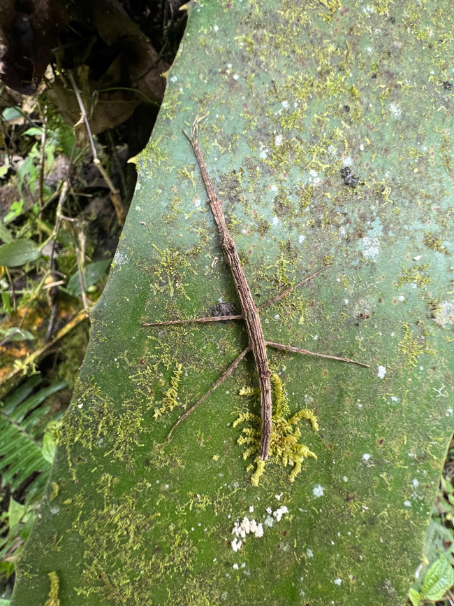 Stick insect, Otún Quimbaya Fauna and Flora Sanctuary, Colombia  Colombia,Colombia 2022,Geotagged,Otún Quimbaya Fauna and Flora Sanctuary,South America,Summer,World