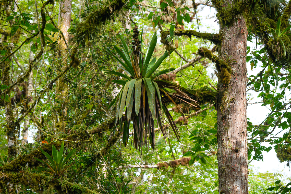 Bromeliad, Ot&uacute;n Quimbaya Fauna and Flora Sanctuary, Colombia Note that it's on a pine tree. This is due to Ot&uacute;n Quimbaya being a reforestation project where they initially planted (cheap) pines and eucalyptus trees. Colombia,Colombia 2022,Geotagged,Ot&uacute;n Quimbaya Fauna and Flora Sanctuary,South America,Summer,World