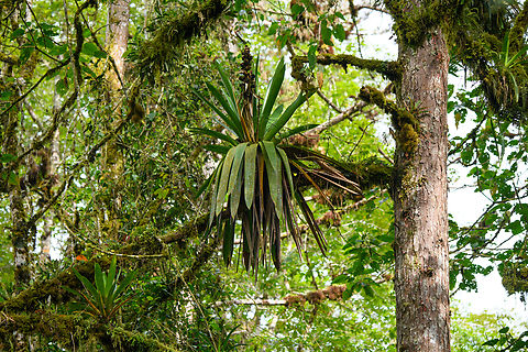 Bromeliad, Otún Quimbaya Fauna and Flora Sanctuary, Colombia Note that it's on a pine tree. This is due to Otún Quimbaya being a reforestation project where they initially planted (cheap) pines and eucalyptus trees. Colombia,Colombia 2022,Geotagged,Otún Quimbaya Fauna and Flora Sanctuary,South America,Summer,World