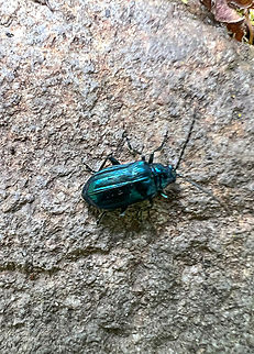Macrohaltica jamaicensis, Otún Quimbaya Fauna and Flora Sanctuary, Colombia Sloppy smartphone shot, sorry. Tentative species ID, this is the only reported species of this genus in Colombia. Colombia,Colombia 2022,Geotagged,Macrohaltica jamaicensis,Otún Quimbaya Fauna and Flora Sanctuary,South America,Summer,World