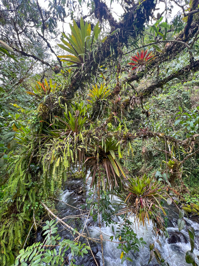 Ephipytes, Otún Quimbaya Fauna and Flora Sanctuary, Colombia Just some cloud forest scenery with emphasis on the tree in the foreground. It's completely overloaded with epihpytes like bromeliads, moss, ferns, orchids. Branches snapping under the weight of all these sponges is highly common. Colombia,Colombia 2022,Geotagged,Quimbaya Fauna and Flora Sanctuary,South America,Summer,World