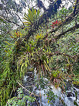 Ephipytes, Otún Quimbaya Fauna and Flora Sanctuary, Colombia Just some cloud forest scenery with emphasis on the tree in the foreground. It's completely overloaded with epihpytes like bromeliads, moss, ferns, orchids. Branches snapping under the weight of all these sponges is highly common. Colombia,Colombia 2022,Geotagged,Quimbaya Fauna and Flora Sanctuary,South America,Summer,World